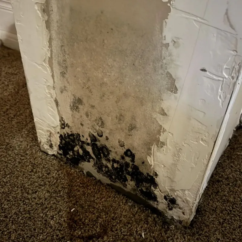 Professional Mold Removal in Yukon, OK